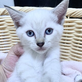 ④急募！　かるかん　珍しい青い目　シャム風女の子