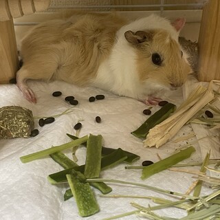 メスのモルモットちゃんの里親募集