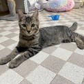 ゴロスリしまくんにずっとのおうちを！