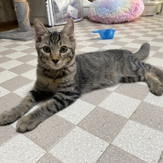 ゴロスリしまくんにずっとのおうちを！