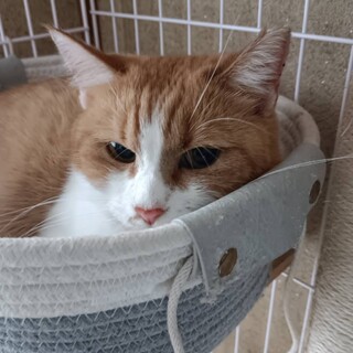 11/16ドン・キホーテ譲渡会参加茶白女子大人