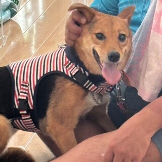 この子を助けてください