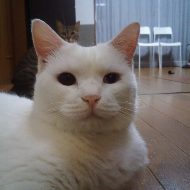 浦和キャッツのカバー写真