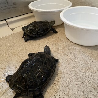 クサガメの里親を募集しています。