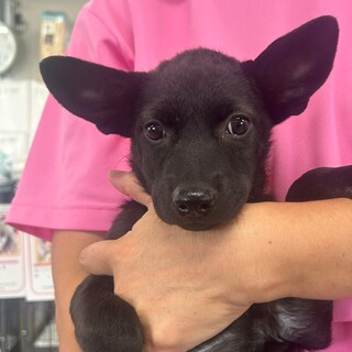 この子を助けてください