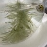 【至急里親募集】可愛いミドリフグの子１匹 サムネイル4