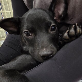 この子を助けてください