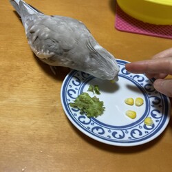 とうもろこし