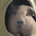 オスのモルモット 里親決まりました