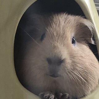 オスのモルモット 里親決まりました