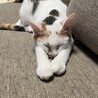 もちもち白三毛のもち子ちゃん サムネイル2