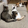 もちもち白三毛のもち子ちゃん サムネイル4