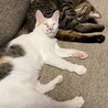 もちもち白三毛のもち子ちゃん サムネイル5