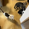 もちもち白三毛のもち子ちゃん サムネイル6