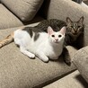もちもち白三毛のもち子ちゃん サムネイル7