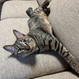 面倒見のよい優しいキジトラ猫の安彦くん♂