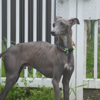 イタグレ　バル