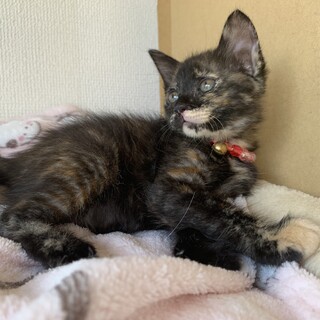 ⑥急募！じゃんぼもち　おっとり穏やかなサビ