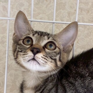 10/19ドン・キホーテ譲渡会参加きじこねこ♀