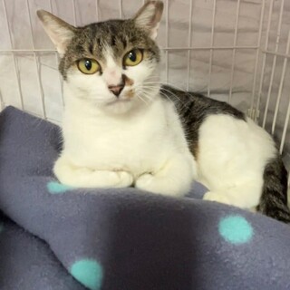 おしゃれな元ママ猫！白キジのレノアちゃん