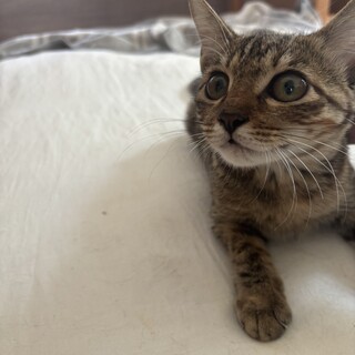 優しくフレンドリーむぎわらの女の子