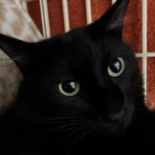 11/16ドン・キホーテ譲渡会参加黒毛足長め♂