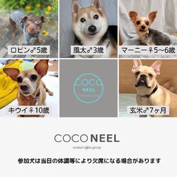 保護いぬ譲渡会＠恵比寿 サムネイル3