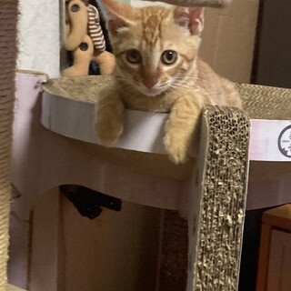 チャトラの甘えん坊の男の子の子猫です。