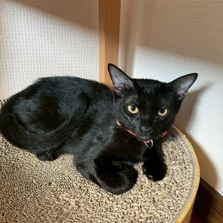 9/23ドン・キホーテ譲渡会参加黒子猫♀