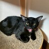9/23ドン・キホーテ譲渡会参加黒子猫♀ サムネイル2
