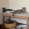 9/23ドン・キホーテ譲渡会参加黒子猫♀ サムネイル3