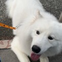里親様決まりました！ありがとうございました！