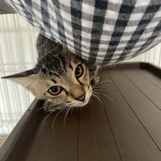 10/26 百済山長栄寺譲渡会参加きじこねこ♀