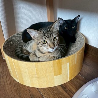 9/21ドン・キホーテ譲渡会参加きじこねこ♀