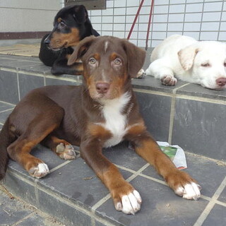 人の手で育った甘えん坊のオス子犬