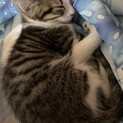 兄妹２匹でのお迎えをお願いします