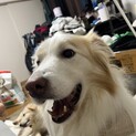 急募ボーダーコリー6歳
