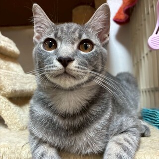 9/21ドン・キホーテ譲渡会参加グレータビー子猫♂