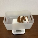 モルモット　里親さま決まりました！