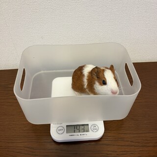 モルモット　里親さま決まりました！