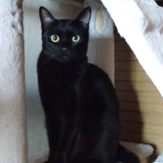 10/19(日)ドン・キホーテ譲渡会参加黒猫♀