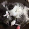 わかばふ