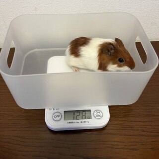 ※お話し中　モルモット　里親さま募集