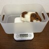 ※お話し中　モルモット　里親さま募集 サムネイル1