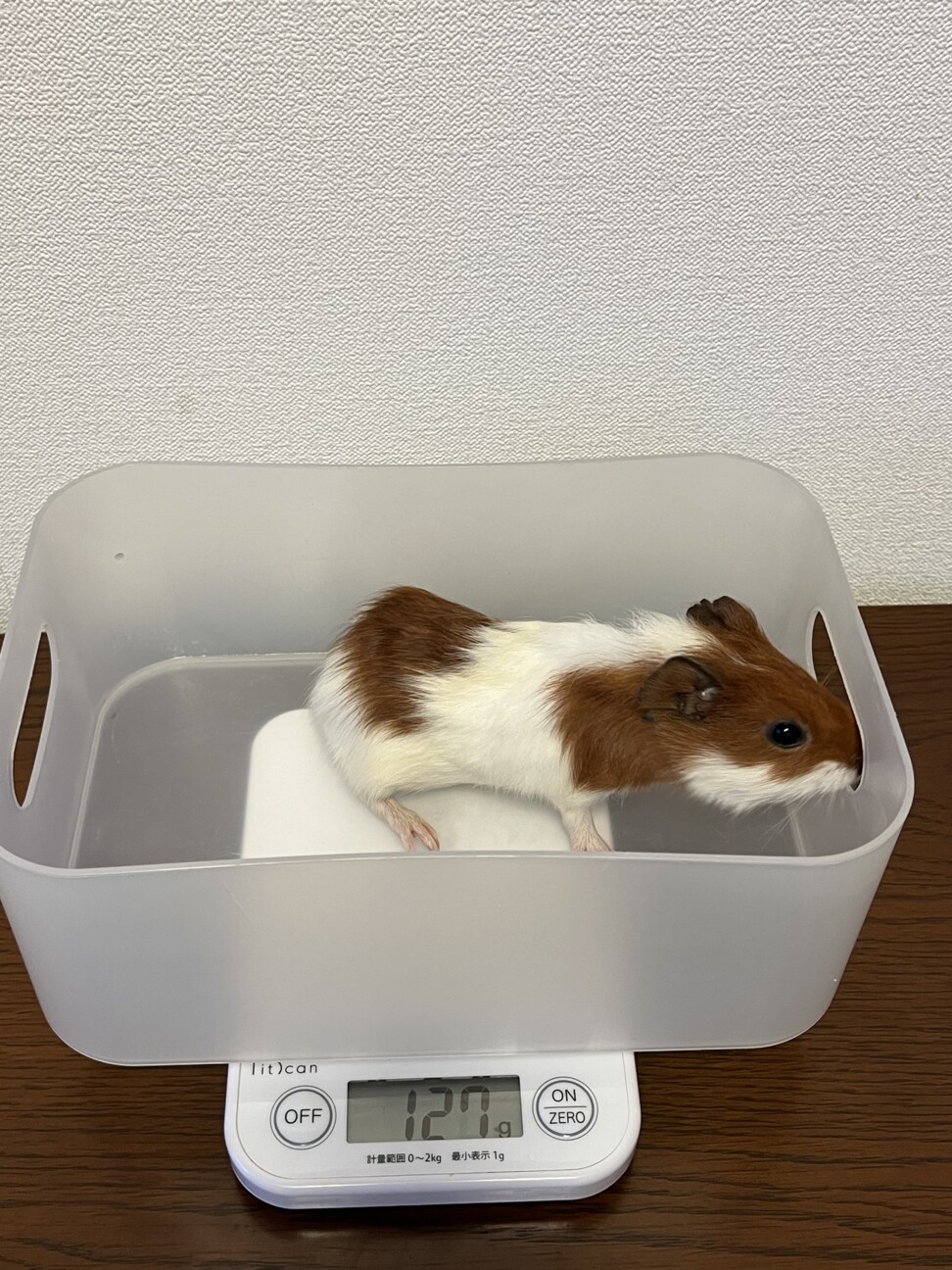 ※お話し中　モルモット　里親さま募集 サムネイル2