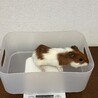 ※お話し中　モルモット　里親さま募集 サムネイル2