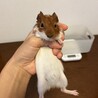 ※お話し中　モルモット　里親さま募集 サムネイル3