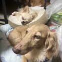 急募ダックスチワワ