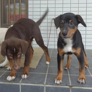 人の手で育った甘えん坊のオス子犬