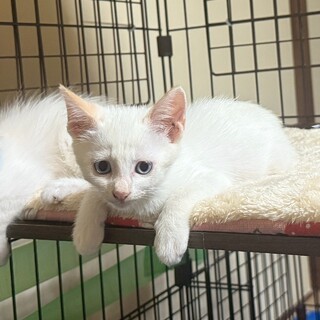 和菓子兄妹♡だいふくくん